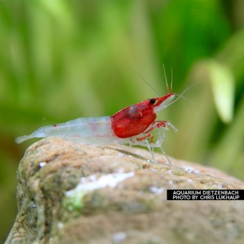 Néocariidine Davidi Col rouge