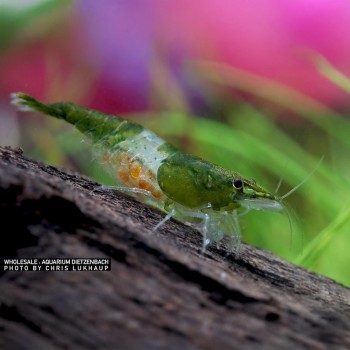 Neocaridina davidi Rili Green