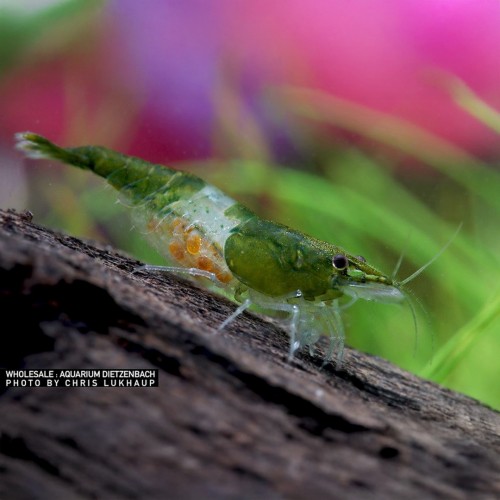 Neocaridina davidi Rili Green
