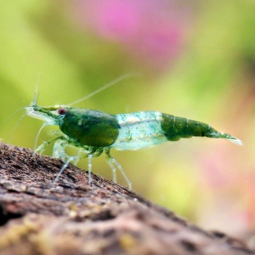 Neocaridina davidi Rili Green
