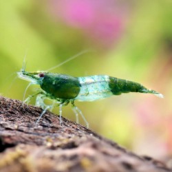 Neocaridina davidi Rili Green