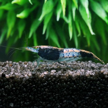 Neocaridina davidi Rili Black 2