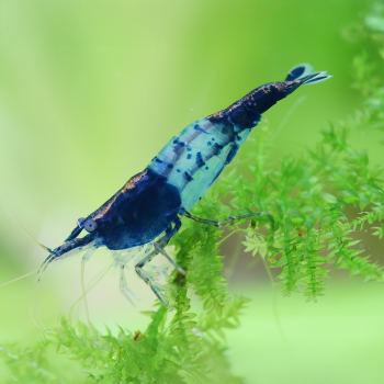 Neocaridina davidi Rili Blue 2