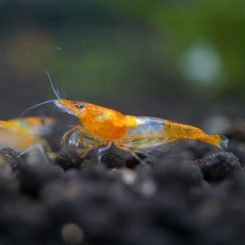 Néocariine davidi rili orange 2