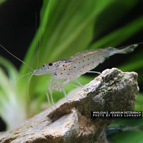 Crevettes d'amour de cardification de...