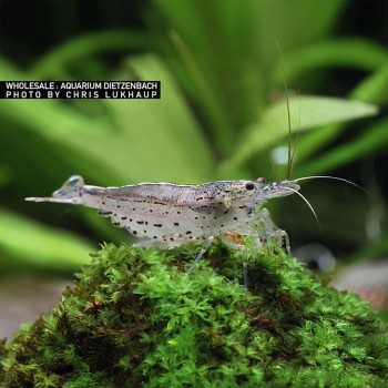 Caridina Multidentata Japonica Amano Shrimp 2
