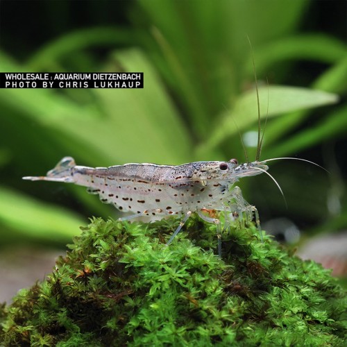 Crevettes d'amour de cardification de...