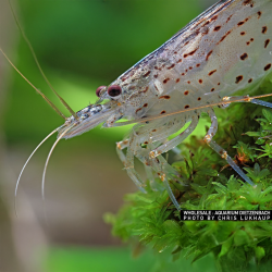 Caridina Multidentata Japonica Amano Shrimp