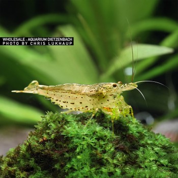 Caridina Multidentata Japonica Amano Shrimp YELLOW