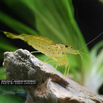 Caridina Multidentata Japonica Amano Shrimp YELLOW 2