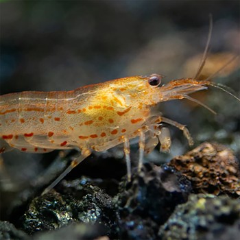Caridina Multidentata Japonica Amano Shrimp ORANGE 2