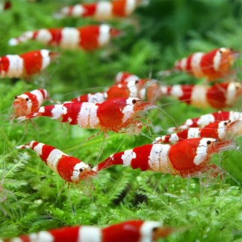 Caridina Logemanni Kristall Red K2-K4 2