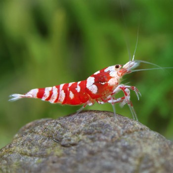 Caridina logemanni Galaxy Red