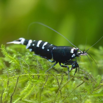 Caridina logemanni Galaxy Black