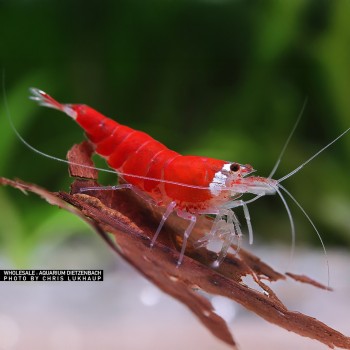 Caridina logemanni Christmas