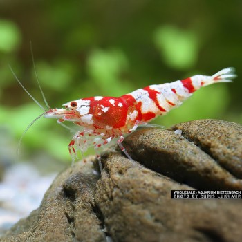 Caridina logemanni Flower Red