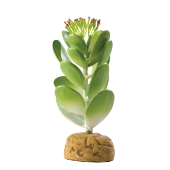 Jade cactus, plante de plancher déserte - exo terra