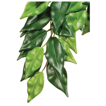 FICUS, plante de forêt pluviale suspendue - Terrain exo