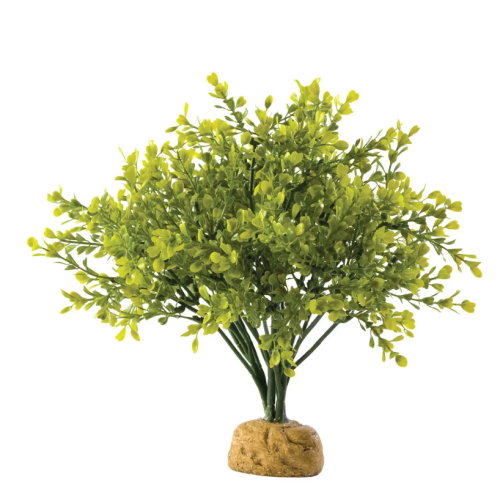 Boxwood Bush, pianta da terra della foresta...