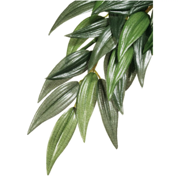 Plante de forêt tropicale de Rucus moyenne, suspendue -...
