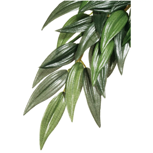 Rucus Medium, pianta sospesa della foresta...