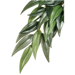 Rucus Medium, pianta sospesa della foresta pluviale - Exo Terra
