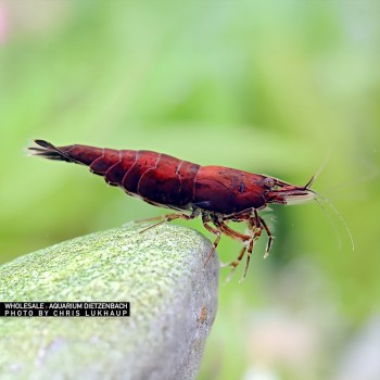 Neocaridine Davidi Onyx