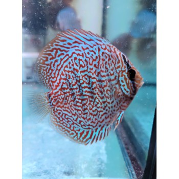 Discus Panthera 8-9 cm