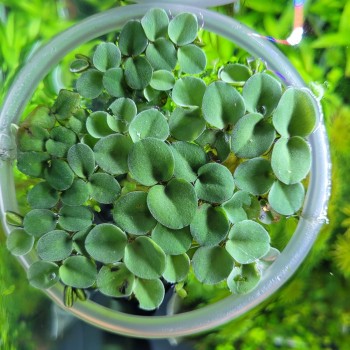 Salvinia cocullata galleggiante
