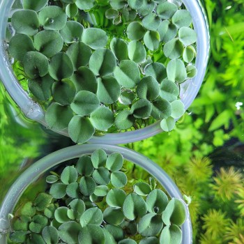 Salvinia cocullata galleggiante 2
