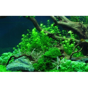 Hemianthus Callitrichoides "Cuba" in cup - Aquaflora 2