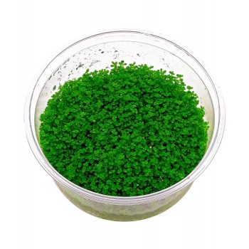 Hemianthus callitrichoides "cuba" en coupe - Aquaflora