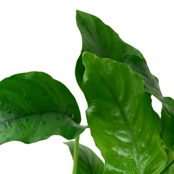 Anubias mix XL in vasetto - Aquaflora 2