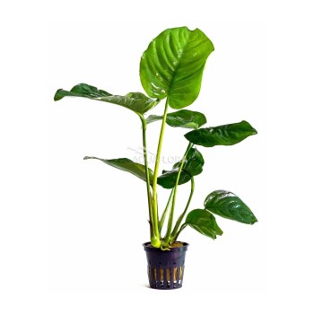 Anubias Mélangez XL dans JAR - Aquaflora
