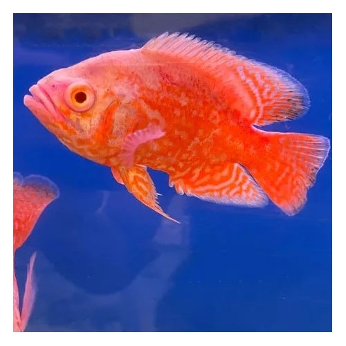 Astronotus ocellatus rouge chili