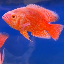 Astronotus ocellatus rouge chili