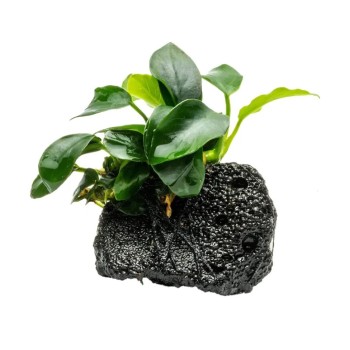 Anubias barteri su roccia lavica - Aquaflora