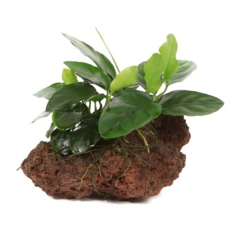 Anubias BARTERS ON LAVICA ROCK - Aquaflora 2