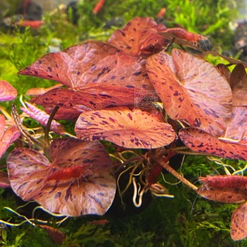 Nymphaea zenkeri (red) BULBO in vasetto - Aquaflora 2