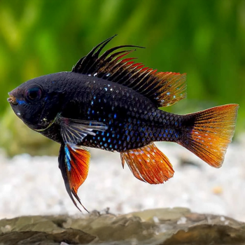 Ramirezi Black - Black Ram Fish (Mikrogehagus Ramirezi)