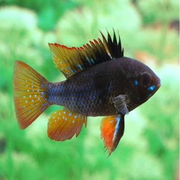 Ramirezi Black - Black Ram Fish (Mikrogehagus Ramirezi) 2