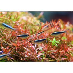 Twinstar Light 45B Serie III (2026) – Plafoniera LED RGBW per acquari d’acqua dolce di 45-55cm | Controller incluso e regolabile