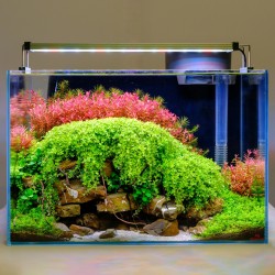 Twinstar Light 45B Serie III (2026) – Plafoniera LED RGBW per acquari d’acqua dolce di 45-55cm | Controller incluso e regolabile
