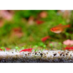 Twinstar Série 60g Light II (2026) - Plafonnier à LED RGBW étanche pour aquariums d'eau douce 48.5-80.5 cm avec contrôleur