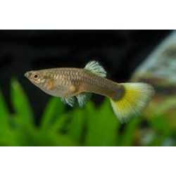 Poecilia reticulata Guppy femmina (mix) 2
