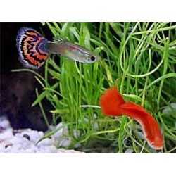 Poecilia reticulata Guppy maschi (mix) 2