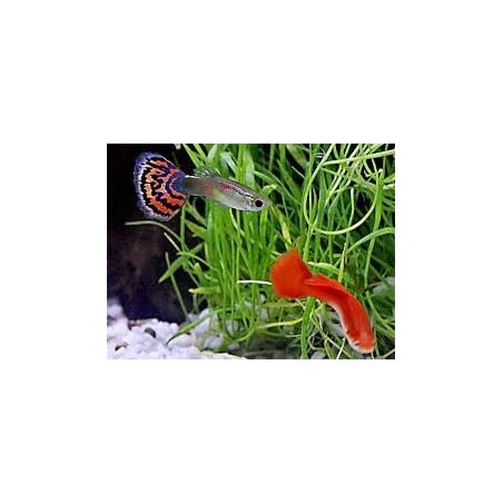 Poecilia reticulata Guppy maschi