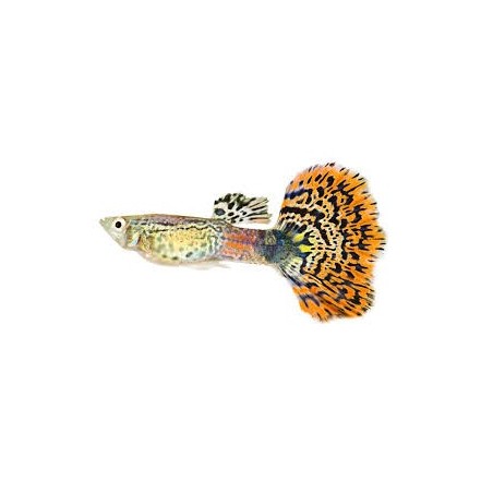 Poecilia reticulata Guppy maschi