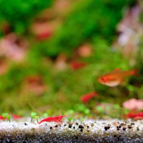 Twinstar Light 900E Pro V Series (2026) - RGBW...