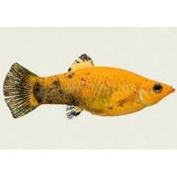 Gold Leopard Molly Lyratail 2